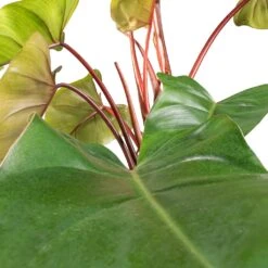 Philodendron Erubescens Red Emerald - Moss Pole 9 Philodendron Erubescens Red Emerald - Moss Pole -Indoor Plant Store Philodendron Red Emerald SWATCH 2
