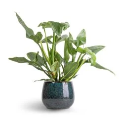 Philodendron Hastatum Silver Queen -Indoor Plant Store Philodendron Silver Queen 17x50 Odile Plant Pot Petrol 24x19cm