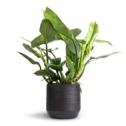 Norell Plant Pot - Black 25 Norell Plant Pot - Black -Indoor Plant Store Philodendron Silver Queen 17x50cm Norell Plant Pot Black 25x24cm 42869367 bde0 4167 87c2 b633a8192b57