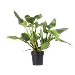 Philodendron Hastatum Silver Queen -Indoor Plant Store Philodendron Silver Queen
