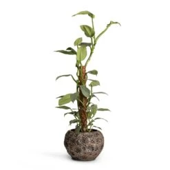 Luxe Lite Moon Globe Planter - Bronze -Indoor Plant Store Philodendron Silver Queen Moss Pole 17x65cm Luxe Lite Moon Globe Planter Bronze 28x20cm