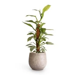 Ryan Plant Pot - White Black -Indoor Plant Store Philodendron Silver Queen Moss Pole 17x65cm Ryan Plant Pot White Black 26x26cm