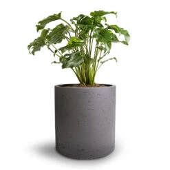 Philodendron Winterbourn - Xanadu Philodendron 12 Philodendron Winterbourn - Xanadu Philodendron -Indoor Plant Store Philodendron Winterbourn Xanadu Philodendron 19x40cm Puk Plant Pot Black Washed 25x25cm