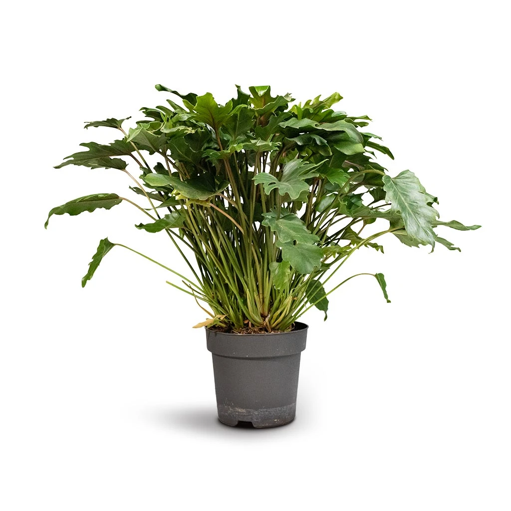 Philodendron Winterbourn - Xanadu Philodendron 8 Philodendron Winterbourn - Xanadu Philodendron - Image 8