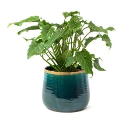 Philodendron Winterbourn - Xanadu Philodendron 13 Philodendron Winterbourn - Xanadu Philodendron -Indoor Plant Store Philodendron Winterbourn Xanadu Philodendron Iris Plant Pot Turquoise