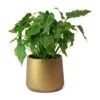 Philodendron Winterbourn - Xanadu Philodendron