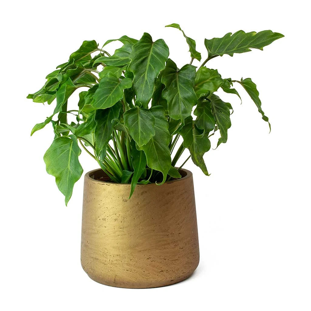 Philodendron Winterbourn - Xanadu Philodendron 1 Philodendron Winterbourn - Xanadu Philodendron