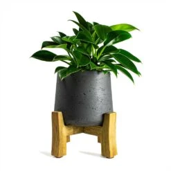 Patt Plant Pot - Low Stand - Black Washed 11 Patt Plant Pot - Low Stand - Black Washed -Indoor Plant Store Philodendron erubescens Green Princess 12x25cm Plant Pot Patt Low Stand Black Washed 20x21cm ca37516c ba47 494b 92ba 194d5cd8bcc8
