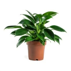 Philodendron Erubescens Green Princess -Indoor Plant Store Philodendron erubescens GreenPrincess Houseplant 12x25cm