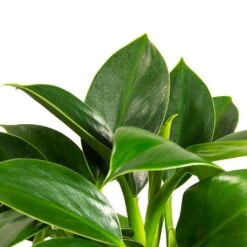 Philodendron Erubescens Green Princess -Indoor Plant Store Philodendron erubescens GreenPrincess Houseplant Far Leaf 12x25cm