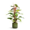 Philodendron Erubescens Red Emerald - Moss Pole