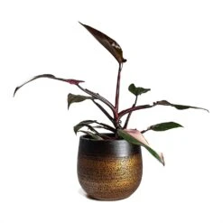 Mya Plant Pot - Shiny Mocha -Indoor Plant Store Philodendron erubescens pink Princess Houseplant 17x50cm Plant Pot MYA Mocha 22x20cm 4b1412cc d9fe 49cd a989 a36d48b70164