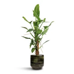 Sanna Plant Pot - Moss Green -Indoor Plant Store Philodendron hastatum Silver Queen Moss Pole 17x65cm Sanna Plant Pot Moss Green 25x23cm d6f2d50f c0c4 434d 93ca 44f136a06d4f