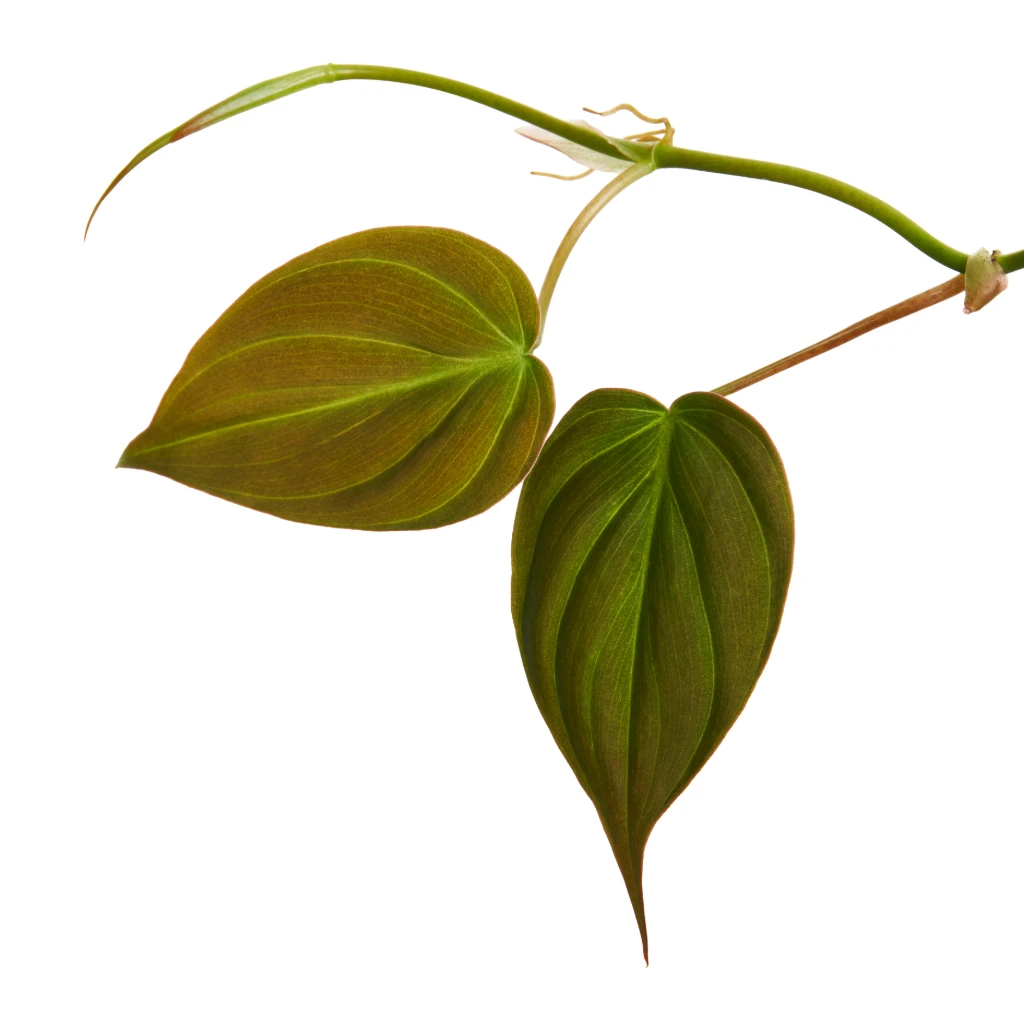 Philodendron Micans - Velvet Leaf Philodendron 2 Philodendron Micans - Velvet Leaf Philodendron - Image 2