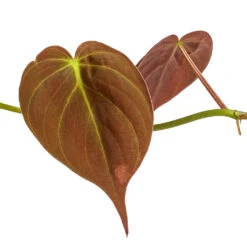 Philodendron Micans - Velvet Leaf Philodendron 8 Philodendron Micans - Velvet Leaf Philodendron -Indoor Plant Store Philodendron micans DETAIL 3