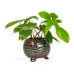 Dewi Plant Pot - Marrakesh -Indoor Plant Store Philodendron pedatum Oak Leaf Philodendron 12x25cm Dewi Plant Pot Marrakesh 18x14cm 276365b0 880c 4158 9e59 828415d627ce