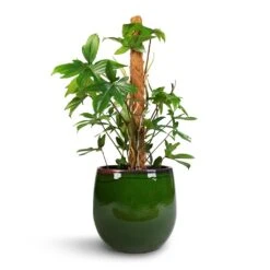 Philodendron Pedatum - Oak Leaf Philodendron - Moss Pole -Indoor Plant Store Philodendron pedatum Oak Leaf Philodendron Moss Pole 21x100cm Charlotte Plant Pot Green 29x25cm