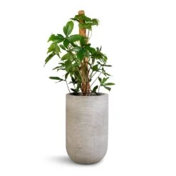 Philodendron Pedatum - Oak Leaf Philodendron - Moss Pole -Indoor Plant Store Philodendron pedatum Oak Leaf Philodendron Moss Pole 21x100cm Cody Plant Vase Ridged Cement 28x45cm
