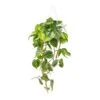 Philodendron Scandens Brasil - Sweetheart Plant