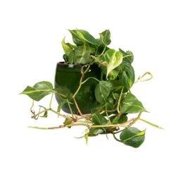 Charlotte Plant Pot - Green 39 Charlotte Plant Pot - Green -Indoor Plant Store Philodendron scandens Brasil Sweetheart Plant 15x40cm Charlotte Plant Pot Green 23x20cm d7a76e0b a1cb 4161 b7a3 b25e57f95817