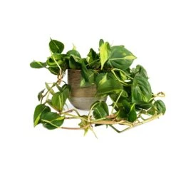 Philodendron Scandens Brasil - Sweetheart Plant 21 Philodendron Scandens Brasil - Sweetheart Plant -Indoor Plant Store Philodendron scandens Brasil Sweetheart Plant 15x40cm Issa Plant Pot Ochre 18x17cm