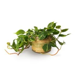 Philodendron Scandens Brasil - Sweetheart Plant 20 Philodendron Scandens Brasil - Sweetheart Plant -Indoor Plant Store Philodendron scandens Brasil Sweetheart Plant 15x40cm Jane Plant Baskets Set5 Jungle 3c512b2f 021b 446b be25 b4f07e34175a