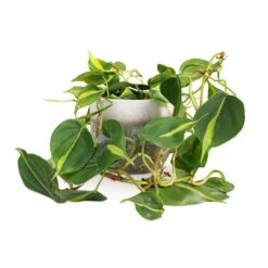 Tarra Plant Pot - Forest 38 Tarra Plant Pot - Forest -Indoor Plant Store Philodendron scandens Brasil Sweetheart Plant 15x40cm Tarra Plant Pot Forest 19x16cm 59e426ac f1ea 44f0 903a 73e6753f4e76