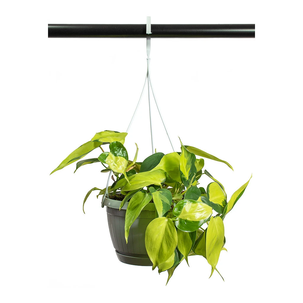 Philodendron Scandens Brasil - Sweetheart Plant 5 Philodendron Scandens Brasil - Sweetheart Plant - Image 5