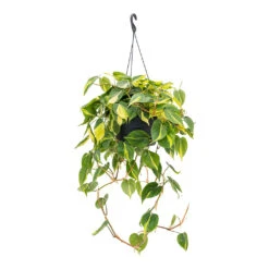 Philodendron Scandens Brasil - Sweetheart Plant 15 Philodendron Scandens Brasil - Sweetheart Plant -Indoor Plant Store Philodendron scandens Brasil Sweetheart Plant 28cm