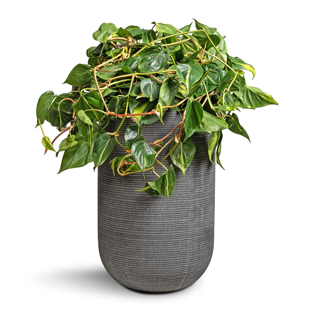 Cody Plant Vase - Ridged Dark Grey 5 Cody Plant Vase - Ridged Dark Grey - Image 5