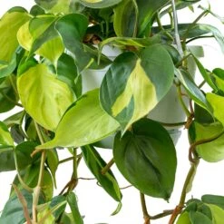 Philodendron Scandens Brasil - Sweetheart Plant 16 Philodendron Scandens Brasil - Sweetheart Plant -Indoor Plant Store Philodendron scandens Brasil Sweetheart Plant Leaves