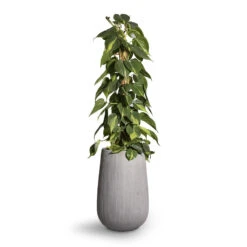 Patt High Plant Vase - Ridged Cement -Indoor Plant Store Philodendron scandens Brasil Sweetheart Plant Moss Pole 17x80cm Patt High Plant Vase Ridged Cement 29x43cm 2 b4572f90 6036 4497 be13 2a2f58a256db