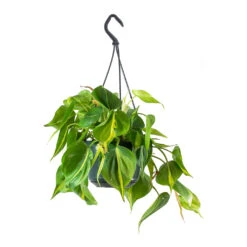 Philodendron Scandens Brasil - Sweetheart Plant 18 Philodendron Scandens Brasil - Sweetheart Plant -Indoor Plant Store Philodendron scandens Brasil Sweetheart Plant Small