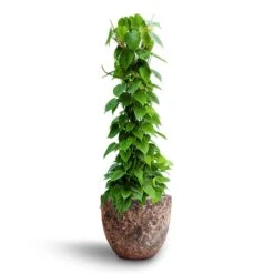 Philodendron Scandens - Column - HydroCare -Indoor Plant Store Philodendron scandens Column Hydroculture Lava Couple Relic Planter Pink