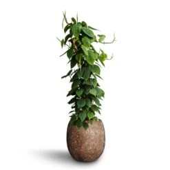 Philodendron Scandens - Column - HydroCare -Indoor Plant Store Philodendron scandens Column Hydroculture Polystone Coated Plain Balloon Planter Rock