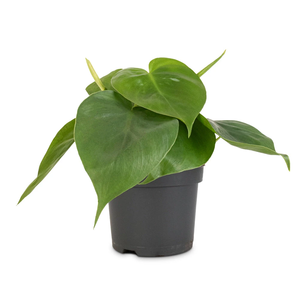 Philodendron Scandens - Sweetheart Plant 16 Philodendron Scandens - Sweetheart Plant - Image 16