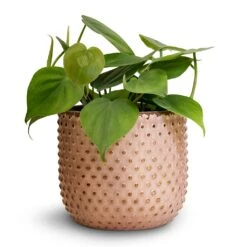 Philodendron Scandens - Sweetheart Plant 31 Philodendron Scandens - Sweetheart Plant -Indoor Plant Store Philodendron scandens Sweetheart Plant 12x20cm Bolino Plant Pot Pale Rose 14x13cm 3