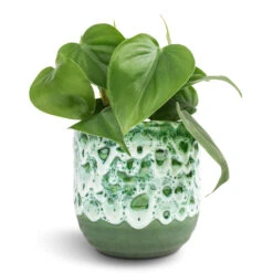 Philodendron Scandens - Sweetheart Plant 20 Philodendron Scandens - Sweetheart Plant -Indoor Plant Store Philodendron scandens Sweetheart Plant 12x20cm Ocean Glaze Plant Pot Emerald 13x13cm