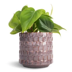 Philodendron Scandens - Sweetheart Plant 27 Philodendron Scandens - Sweetheart Plant -Indoor Plant Store Philodendron scandens Sweetheart Plant 12x20cm Stian Plant Pot Lavender Candy 13x12cm