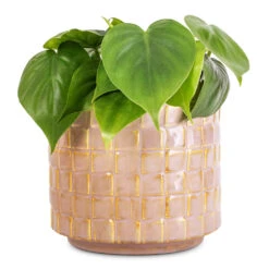 Philodendron Scandens - Sweetheart Plant 22 Philodendron Scandens - Sweetheart Plant -Indoor Plant Store Philodendron scandens Sweetheart Plant 12x20cm Stian Plant Pot Soft Nougat 16x15cm