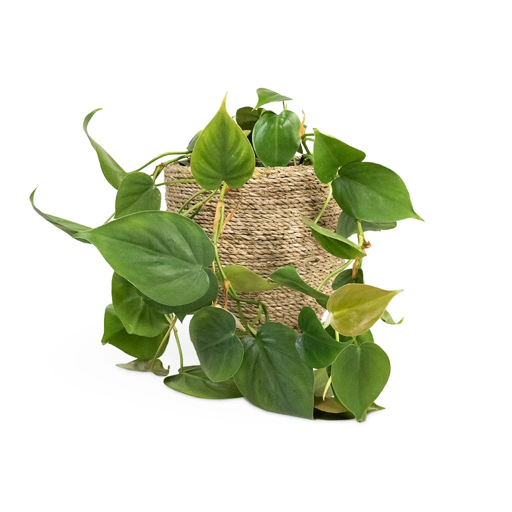Philodendron Scandens - Sweetheart Plant 13 Philodendron Scandens - Sweetheart Plant - Image 13