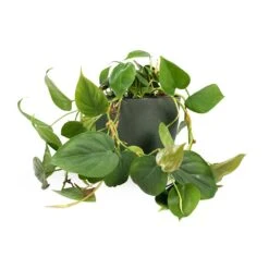 Philodendron Scandens - Sweetheart Plant 30 Philodendron Scandens - Sweetheart Plant -Indoor Plant Store Philodendron scandens Sweetheart Plant 15x30cm Coral Refined Planter Pine Green 18x15cm