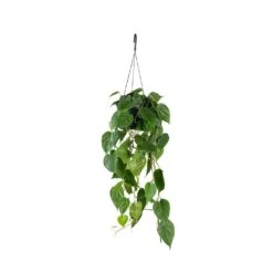 Philodendron Scandens - Sweetheart Plant 23 Philodendron Scandens - Sweetheart Plant -Indoor Plant Store Philodendron scandens Sweetheart Plant 17x30cm