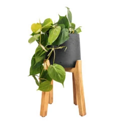 Patt Plant Pot - Tall Stand - Black Washed 12 Patt Plant Pot - Tall Stand - Black Washed -Indoor Plant Store Philodendron scandens Sweetheart Plant 17x30cm Patt Plant Pot Tall Stand Black Washed 30x43cm