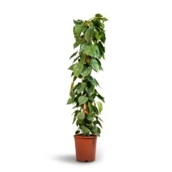 Philodendron Scandens - Sweetheart Plant - Moss Pole 9 Philodendron Scandens - Sweetheart Plant - Moss Pole -Indoor Plant Store Philodendron scandens Sweetheart Plant Moss Pole 27x150cm