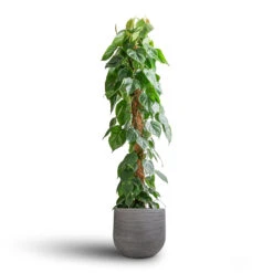 Cody Plant Pot - Ridged Dark Grey 29 Cody Plant Pot - Ridged Dark Grey -Indoor Plant Store Philodendron scandens Sweetheart Plant Moss Pole 27x150cm Cody Plant Pot Ridged Dark Grey 35x31cm 7 e531d44a ca20 4430 9526 e7e5d536c85a