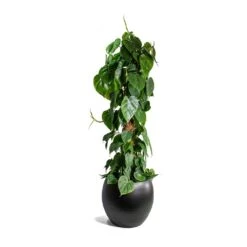 Philodendron Scandens - Sweetheart Plant - Moss Pole 10 Philodendron Scandens - Sweetheart Plant - Moss Pole -Indoor Plant Store Philodendron scandens Sweetheart Plant Moss Pole Cresta Plant Pot Matt Black ad045daa a207 420b b267 b77b40964c4c