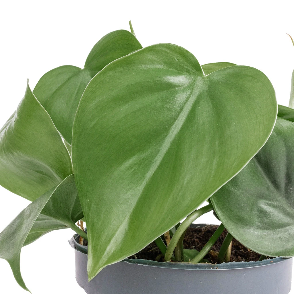 Philodendron Scandens - Sweetheart Plant 10 Philodendron Scandens - Sweetheart Plant - Image 10