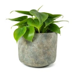 Philodendron Scandens - Sweetheart Plant 24 Philodendron Scandens - Sweetheart Plant -Indoor Plant Store Philodendron scandens Sweetheart Plant Saar Plant Pot Earth Cement