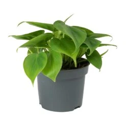 Philodendron Scandens - Sweetheart Plant 19 Philodendron Scandens - Sweetheart Plant -Indoor Plant Store Philodendron scandens Sweetheart Plant Small